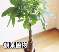 京都の花屋花丸がお届けする観葉植物